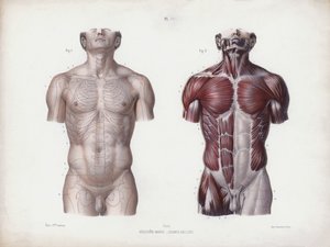 Ilustração para A Anatomia das Formas Externas do Homem: Torso masculino, vista frontal (cor litho) de European School