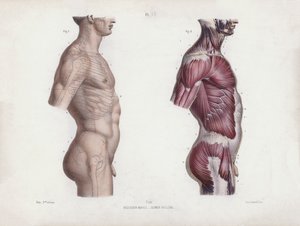 Ilustração para A Anatomia das Formas Externas do Homem: Torso masculino, vista lateral (litografia a cores) de European School