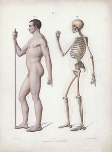 Ilustração para A Anatomia das Formas Externas do Homem: Homem de pé, vista lateral (cor litho) de European School