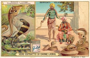 cobra indiana e víbora do fosso (chromolitho) de European School