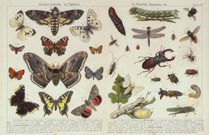 Insectos e outros invertebrados (chromolitho) de European School