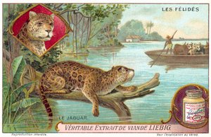 Jaguar (chromolitho) de European School