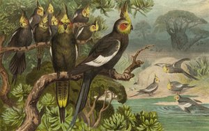 Keilschwanz-Kakadu, Corella de European School