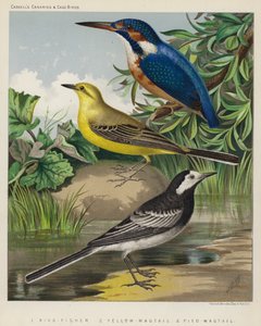 Pescador-rei, alvéola-amarela, alvéola-preta (litografia a cores) de European School