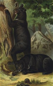 urso preto asiático de European School