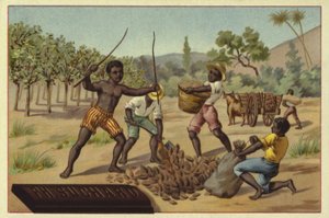 Carregando vagens de cacau em sacos, África de European School