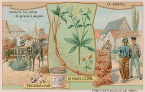 Madder ou Rubia e a Venda da Raiz de European School
