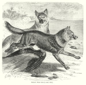 Cão selvagem da Malaia (gravura) de European School