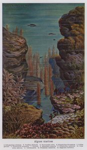 Algas marinhas (litografia a cores) de European School