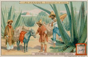 Pulque de extração mexicano de um cacto de European School