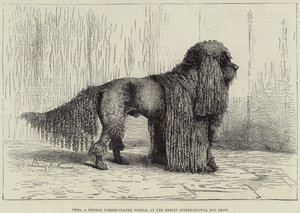 Nero, um Caniche Alemão Revestido a Cordas, na Exposição Canina Internacional de Berlim (gravura) de European School