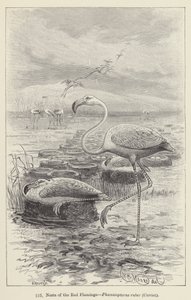 Ninhos do Flamingo Vermelho, Fenicopterus ruber, Cuvier (gravura) de European School