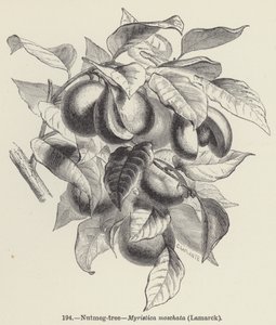 Noz-moscada, Myristica moschata, Lamarck (gravura) de European School