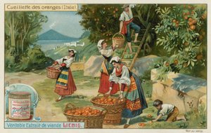 Colheita de laranja na Itália de European School
