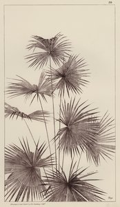 Palmeira (litografia) de European School