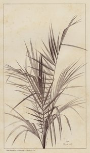 Palmeira, Chamaerops Exelsa (litho) de European School