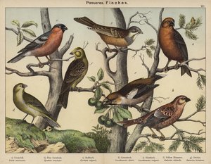 Passeres, tentilhões (litografia a cores) de European School