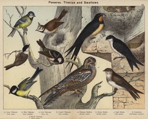 Passerelles, Titmice e Swallows (cor litho) de European School