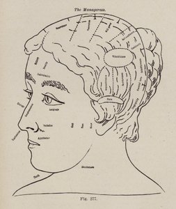 Frenologia, Uma Gerente (litho) de European School