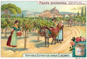 Colheita de rosas na Provença (chromolitho) de European School