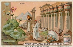 As plantas na arte, cartão Liebig, início do século XX (cromo) de European School