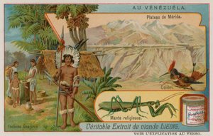 Planalto de Mirida com beija-flor e louva-deus e índios wayu de European School