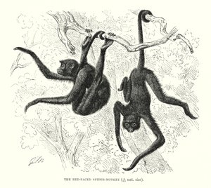 Macaco-aranha de cara vermelha (gravura) de European School