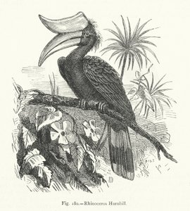Rinoceronte Hornbill (gravura) de European School