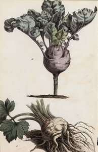 Culturas de raízes (litografia a cores) de European School