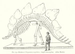Esqueleto de Estegossauro ungulatus (litho) de European School