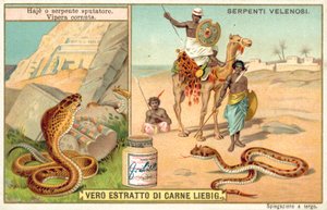 Cuspir cobra e víbora com chifres (chromolitho) de European School