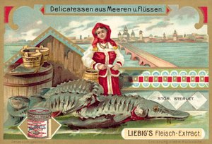 Esturjão (chromolitho) de European School