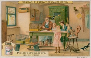 O amante de pássaro amador de European School