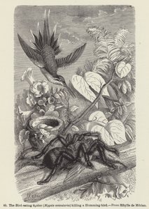 A Aranha Comedora de Aves (Mygale avicularia) matando um Beija-flor (gravação) de European School