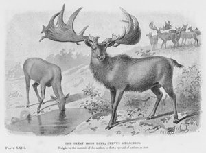 O Grande Veado Irlandês, Cervus Megaceros (litho) de European School