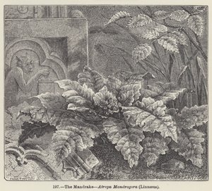 O Mandrágora, Atropa mandragora, Linnaeus (gravura) de European School