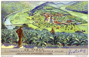 Plantação de tabaco no vale de Semois, Bélgica (cromolitografia) de European School