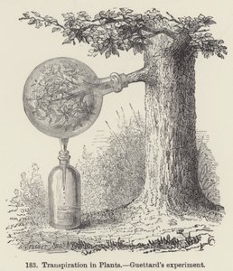 Transpiração em Plantas, experiência do Guettard (gravação) de European School