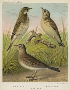 Pipit de árvore, Woodlark, Skylark (cor litho) de European School