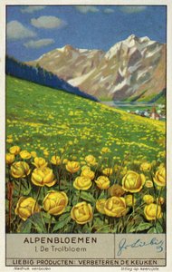 Trollius (globeflower) (chromolitho) de European School