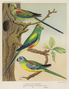 Parrakeet Turquesa, Parrakeet Muitas Cores, Masculino, Feminino (cor litho) de European School