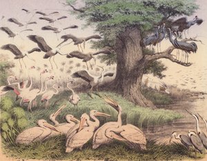 Várias aves africanas (litografia a cores) de European School