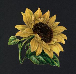 Sucata vitoriana: Girassol (chromolitho) de European School