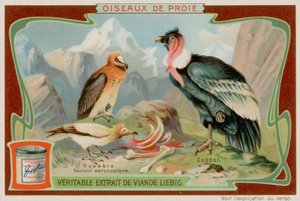 Abutre e Condor de European School