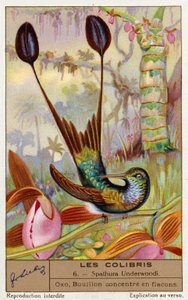 Rabo de raquete de patas brancas (Spathura Underwoodii) (cromolitho) de European School