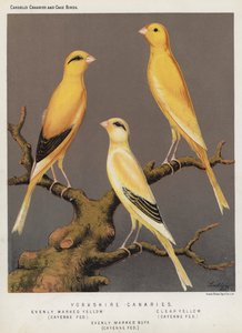 Yorkshire Canaries, Evenly Marked Yellow, Cayenne Fed, Clear Yellow, Cayenne Fed, Evenly Marked Buff, Cayenne Fed (cor litho) de European School