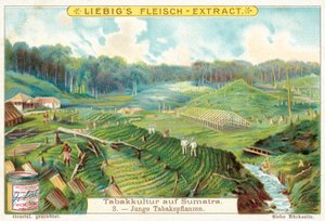Plantas jovens de tabaco (chromolitho) de European School