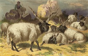 Zackelschaf de European School