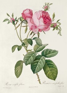 Thory, les Rosas, Rosa Centifolia Foliaca (litografia) de Eustache Hyacinthe Langlois