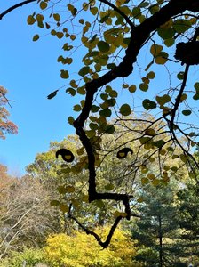 Rosto de ramo de árvore sorridente, 2025 (arte digital) de Evan Sklar